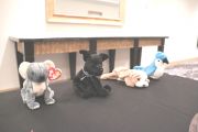 Filename=IMG_1343.JPG
Filesize=1116KiB
Dimensions=2400x1600
Date added=Jan 21, 2022 IMG_1343.JPG