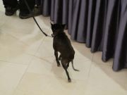 Filename=IMG_7074.JPG
Filesize=421KiB
Dimensions=1824x1368
Date added=Aug 06, 2018 IMG_7074.JPG
